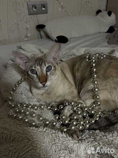 Передержка собак и кошек