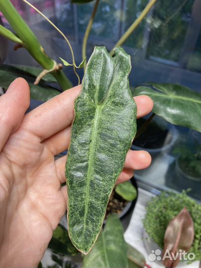 Филодендрон параисо верде