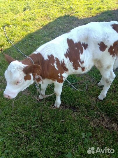 Тёлочка 2 месяца от высокоудойной коровы