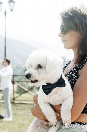 Передержка собак