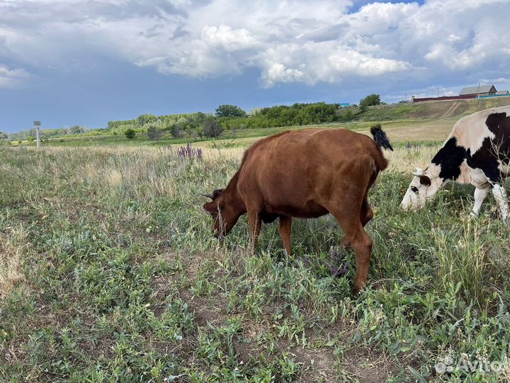 Телки от высокоудойных коров, телочки