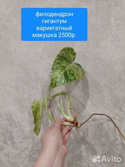 Филодендрон гигантум вариегатный, бурле макс и др