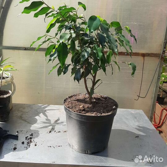 Фикус Бенджамина