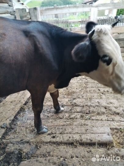 Корова молодая