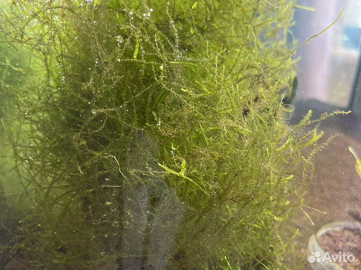 Яванский мох