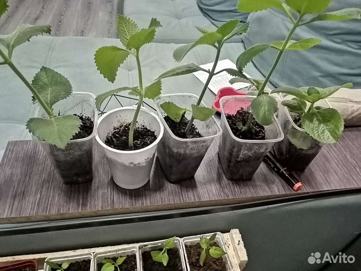 Комнатная мята