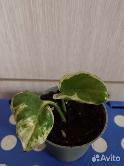 Сциндапсусы эпипремнумы пеллиония муррайя