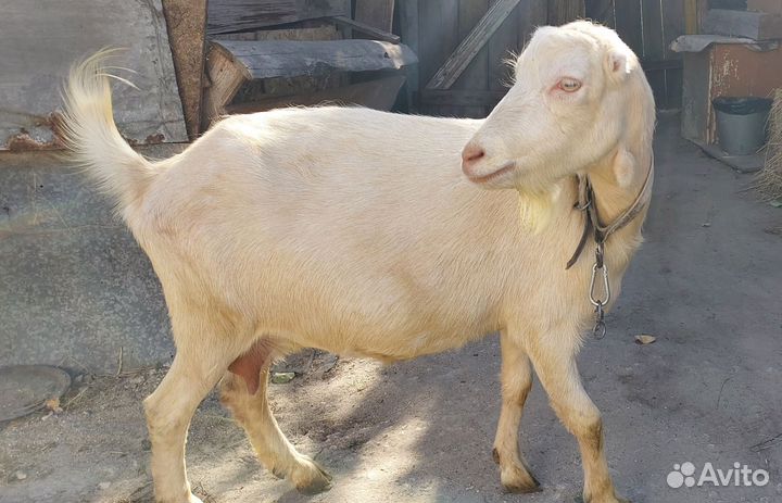 Коза ламанча