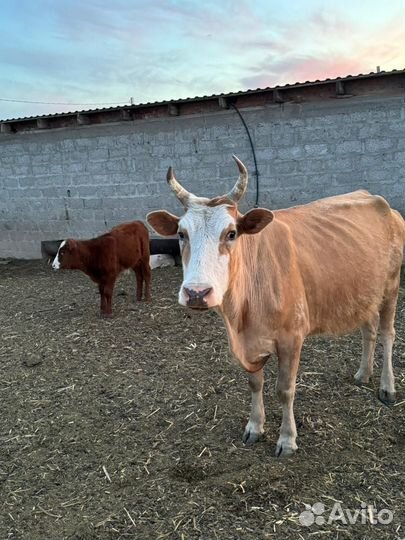 Коровы с телятами