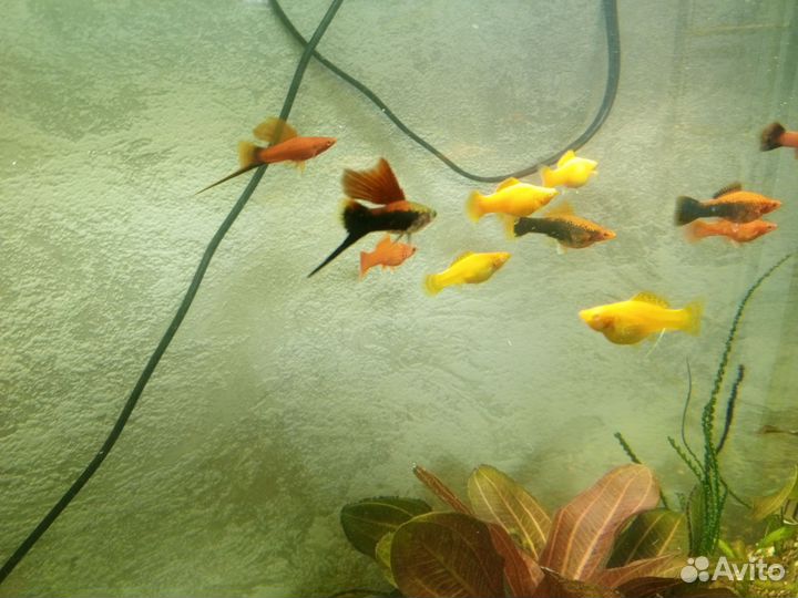 Аквариумные рыбки