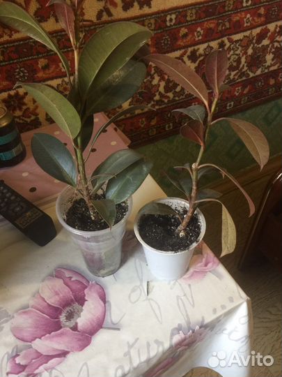 Комнатные цветы