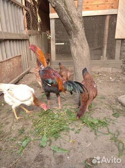 Инкуб яйцо 50 цыплята