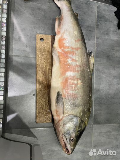 Кета свежемороженная розница