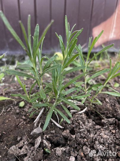 Лаванда узколистная зимостойкая