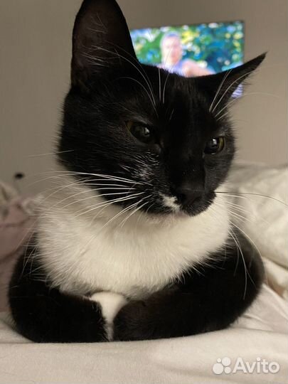 Кошка