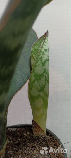 Сансевиерии сортовые