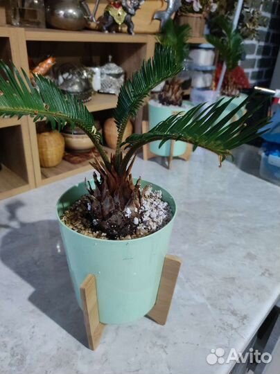 Пальмы цикас