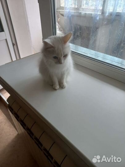 Кошка в дар Ласковая, пушистая с разными глазами