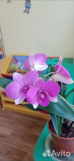 Орхидея дендрофаленопсис
