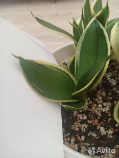 Сансевиерия ханни крео