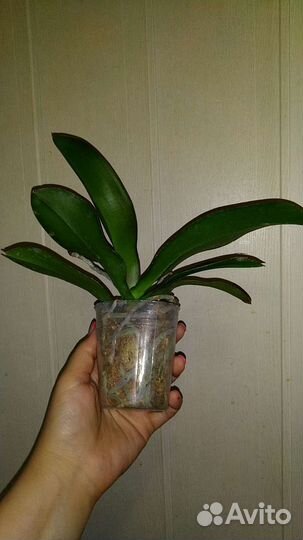 Орхидея фаленопсис Golden Cheese