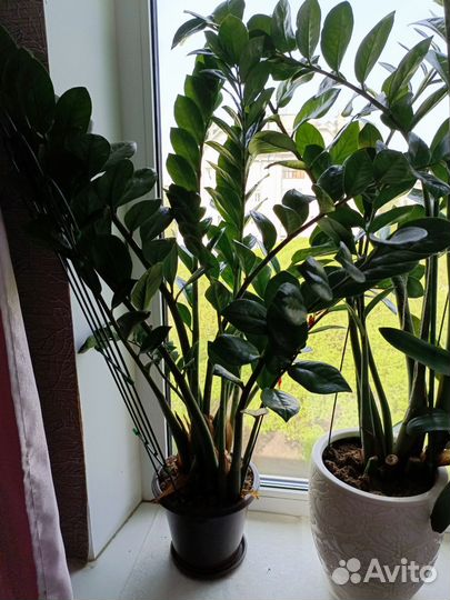 Комнатные цветы кливия, замиокулькас