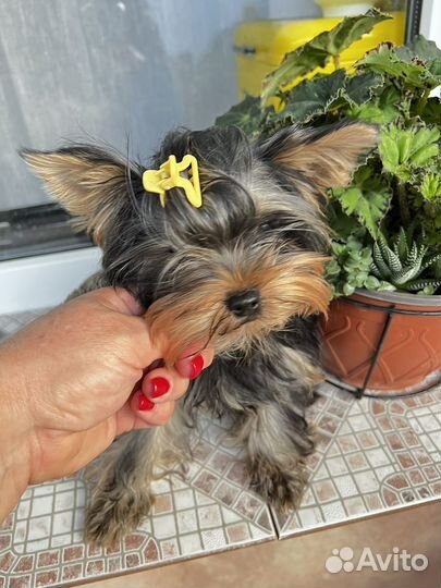 Йоркширский терьер мини мальчик