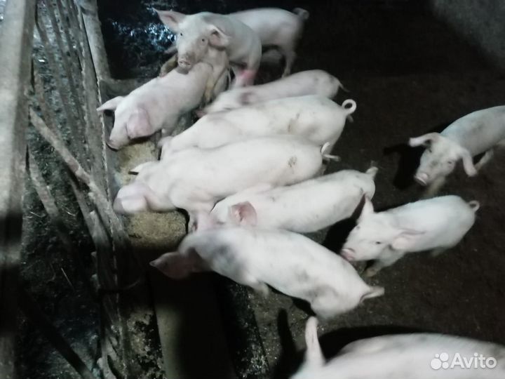 Продажа поросят