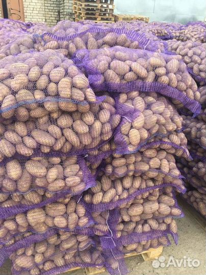 Картофель, бесплатная доставка 15 октября