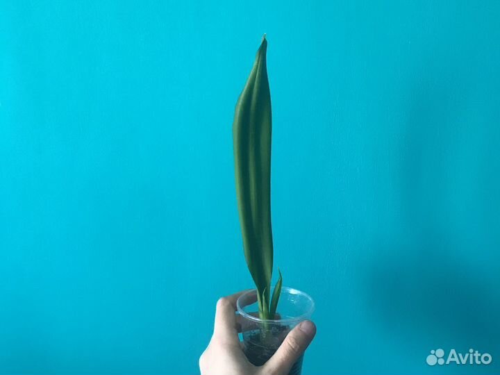 Сансевиерия (разные сорта)