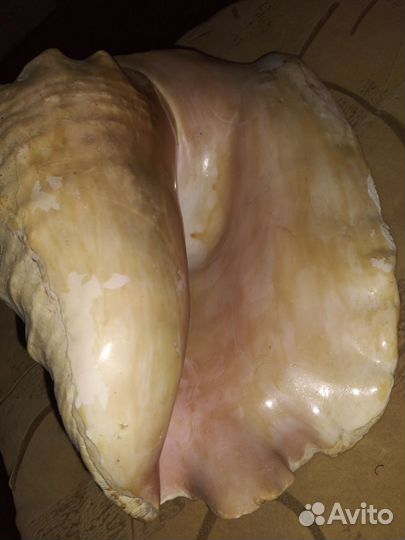 Ракушка большая океаническая