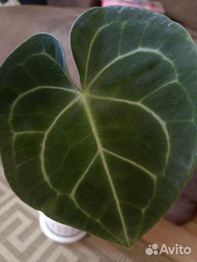 Антуриум,сингониум