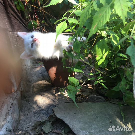 Отдадим даром котят. Возраст 1,5 месяца