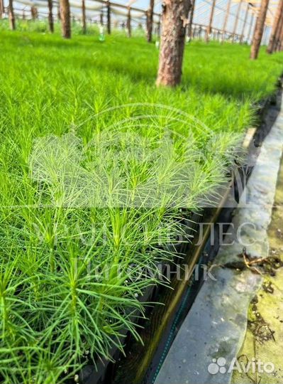 Предзаказ Горная сосна Мугус зкс сеянцы