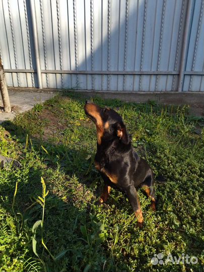 Вязка
