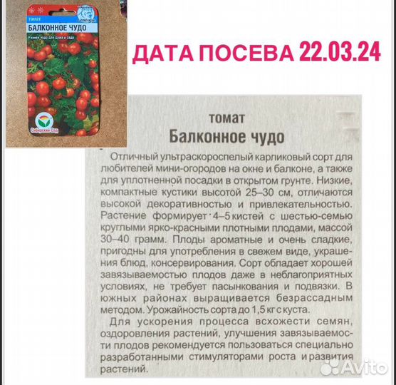 Рассада томатов 