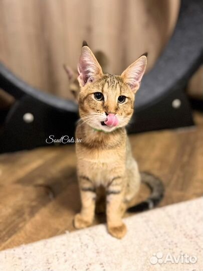 Чаузи Ф1 (Chausie F1) Питомник SoulCats