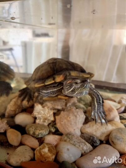 Аквариум для черепах