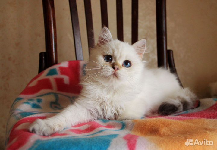 Котик золотой колорпойнт