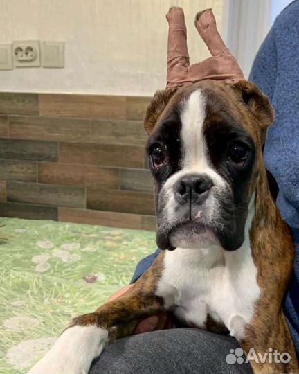 Щенок боксер девочка