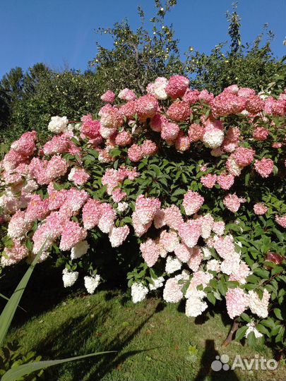 Гортензия Ванилла Фрайз и др, Пион,спирея