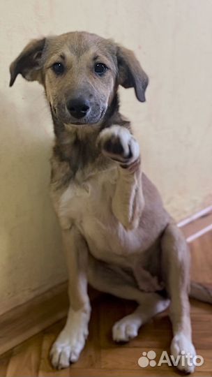 Собака в добрые руки