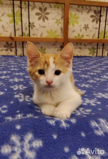 Милые бело-рыжие котята (2 месяца)