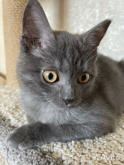 Кошечка 2,5 месяца