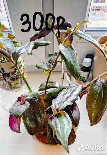 Комнатные растения цветы