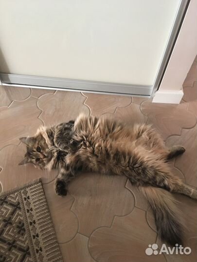 Кошечка в добрые руки