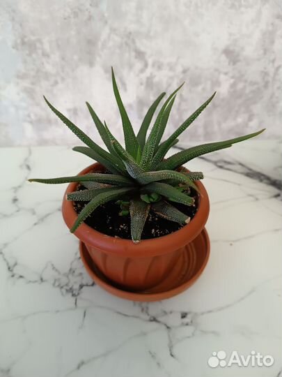 Хавортия суккулент