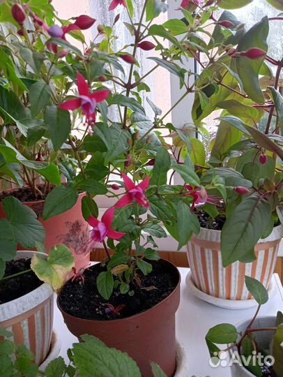 Герань. Фуксия