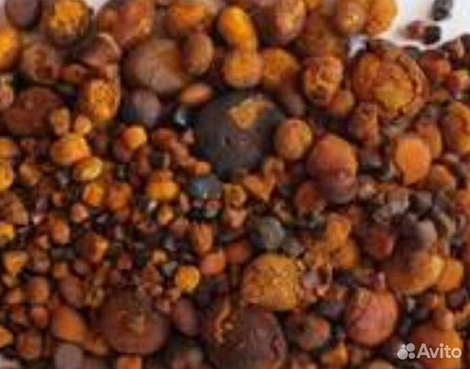 Камень желчного пузыря крс