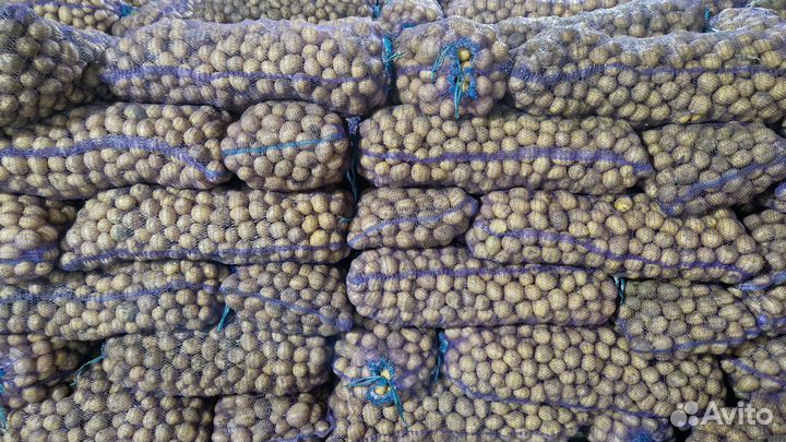 Семенной картофель гала